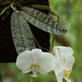Online výstava orchidejí